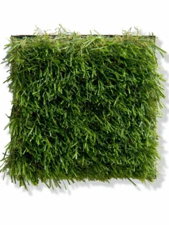 Country Side|Kibek New