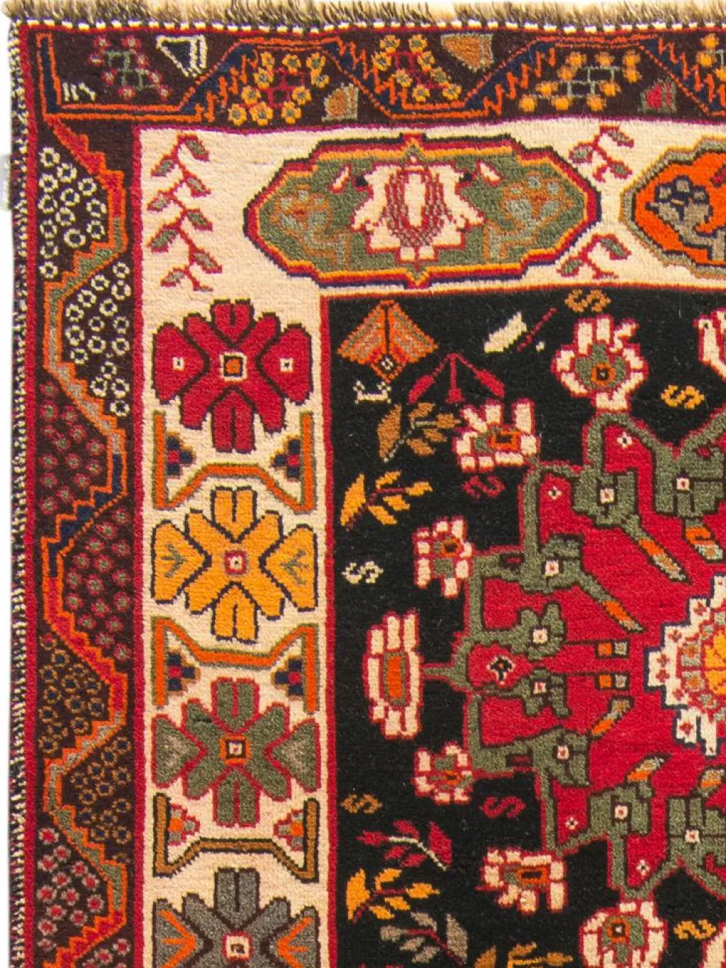 Gashgai|Kibek Clearance