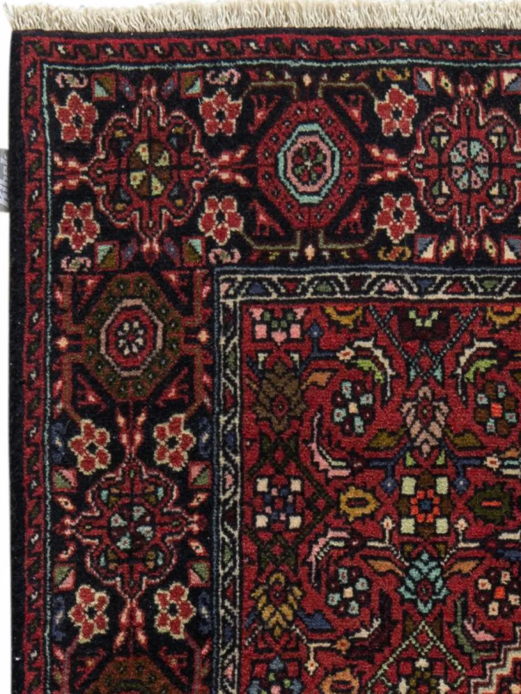 Goltogh|Kibek Clearance