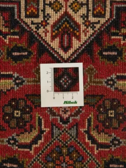 Goltogh|Kibek Clearance