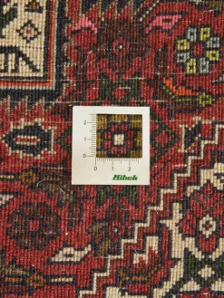 Goltogh|Kibek Clearance