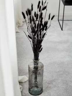 Lagurus|Kibek Clearance