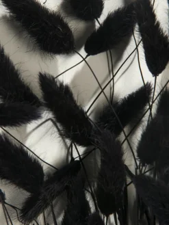 Lagurus|Kibek Clearance