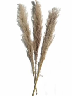 Pampasgras 3er|Kibek Best