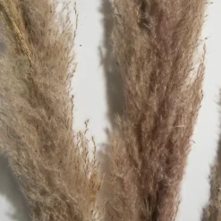 Pampasgras 3er|Kibek Best