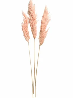 Pampasgrasbündel 3er|Kibek Hot