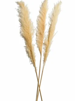 Pampasgrasbündel 3er|Kibek New