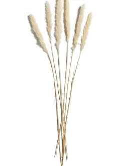 Pampasgrasbündel 6er|Kibek Discount