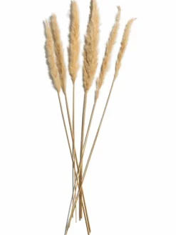 Pampasgrasbündel 6er|Kibek Sale