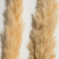 Pampasgrasbündel 6er|Kibek Sale