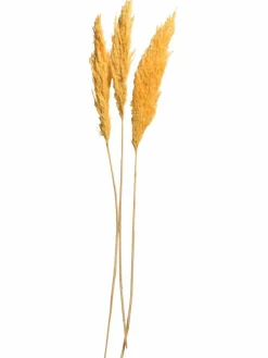 Pampasgrasbündel 3er|Kibek Best