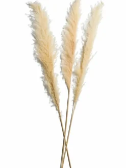 Pampasgrasbündel 3er|Kibek