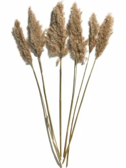 Pampasgrasbündel 6er|Kibek Best