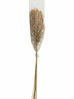 Pampasgrasbündel 6er|Kibek Best