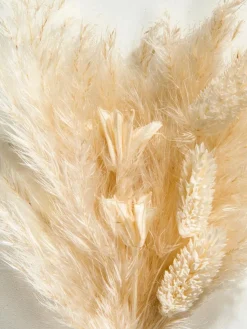 Pampi|Kibek Clearance