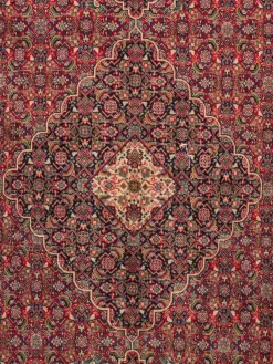 Sarough Mashayekhi|Kibek Hot