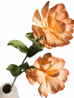 Softflower|Kibek New