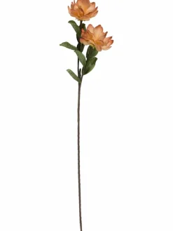 Softflower|Kibek New