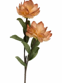 Softflower|Kibek New