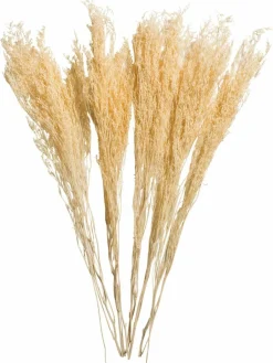 Strandflieder|Kibek Hot