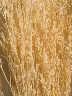 Strandflieder|Kibek Hot