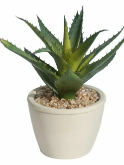 Sukkulente Thea|Kibek Sale