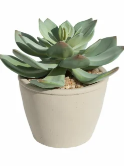 Sukkulente Thea|Kibek Outlet