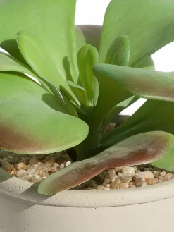 Sukkulente Thea|Kibek Outlet