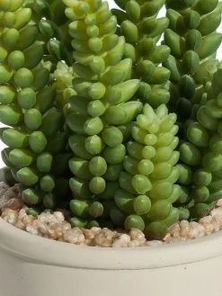 Sukkulente Thea|Kibek Outlet