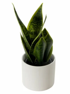 Vedras|Kibek Discount