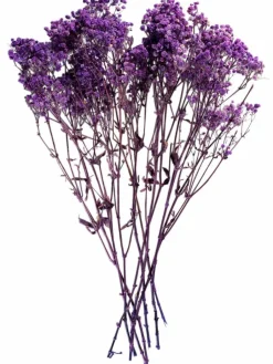 Yenga|Kibek Clearance